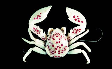 Neopetrolisthes maculatus (H. Milne Edwards, 1837) 紅斑新岩瓷蟹