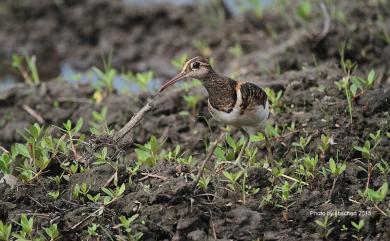 Rostratula benghalensis (Linnaeus, 1758) 彩鷸