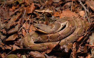 Pseudagkistrodon rudis (Boulenger, 1906) 擬龜殼花