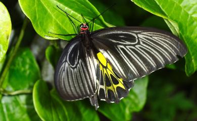 Troides aeacus kaguya (Nakahara & Esaki, 1930) 黃裳鳳蝶