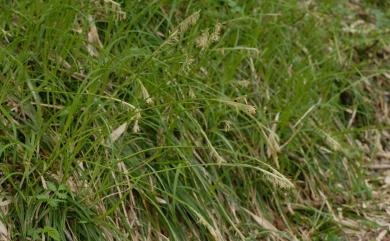 Carex alterniflora Franch. 宜蘭宿柱薹