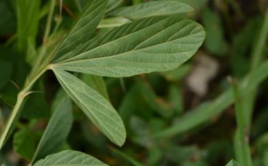 Flemingia lineata (L.) Roxb. ex W.T. Aiton 線葉佛來明豆