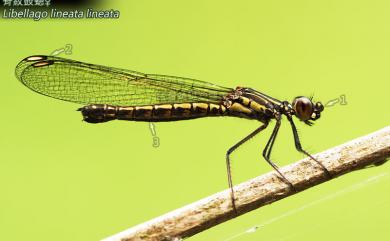 Libellago lineata lineata (Burmester, 1893) 脊紋鼓蟌