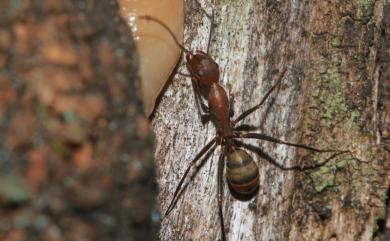 Camponotus habereri Forel, 1911 臭巨山蟻