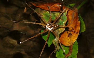 Dolomedes mizhoanus Kishida, 1936 褐腹狡蛛