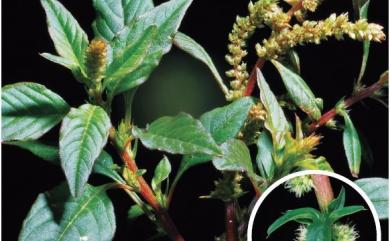 Amaranthus spinosus 刺莧