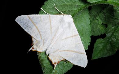 Ourapteryx yerburii virescens Matsumura, 1910