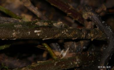 Athyrium opacum (D.Don) Copel. 黑葉貞蕨