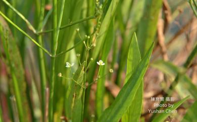 Alisma canaliculatum 澤瀉