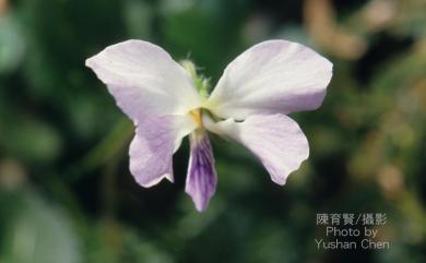 Viola nagasawae var. nagasawai 臺北堇菜