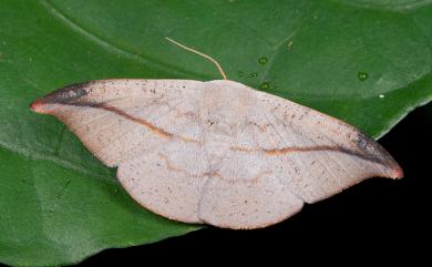 Oreta insignis (Butler, 1877) 虎皮楠帶鉤蛾