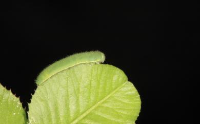 Colias erate formosana Shirôzu, 1955 紋黃蝶