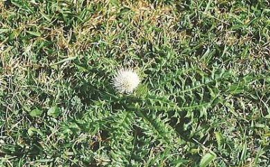 Cirsium japonicum var. australe Kitam. 南國小薊