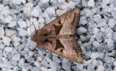 Phlogophora conservuloides Hampson, 1897