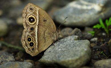 Mycalesis mucianus zonatus Matsumura, 1909 切翅眉眼蝶