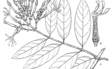 Anodendron benthamianum 大錦蘭