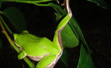 Zhangixalus arvalis (Lue, Lai & Chen, 1995) 諸羅樹蛙