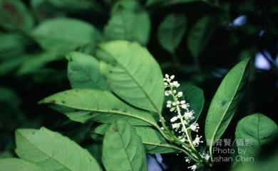 Itea parviflora Hemsl. 小花鼠刺