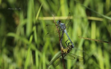 Orthetrum luzonicum (Brauer, 1868) 呂宋蜻蜓