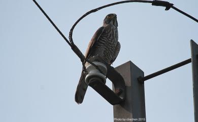 Accipiter trivirgatus formosae 鳳頭蒼鷹