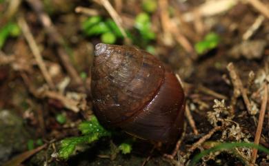 Satsuma sphaeroconus (Pfeiffer, 1866) 橡實蝸牛