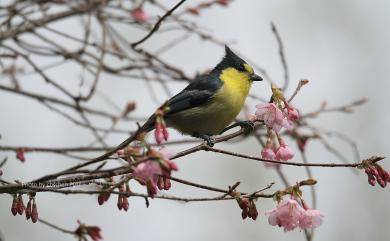 Machlolophus holsti (Seebohm, 1894) 黃山雀