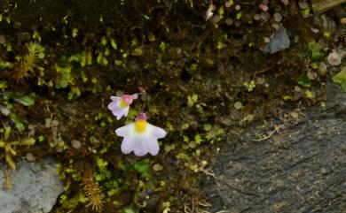 Utricularia striatula 圓葉挖耳草