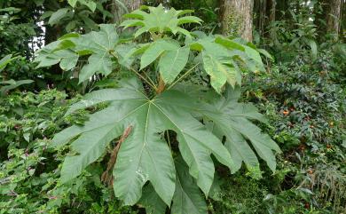 Tetrapanax papyriferus 通脫木