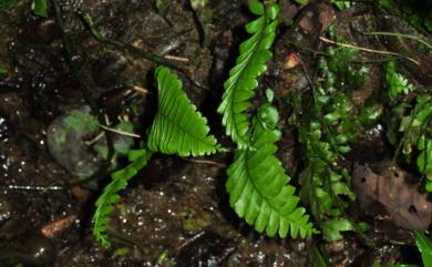 Hymenasplenium obscurum (Blume) Tagawa 綠柄剪葉鐵角蕨