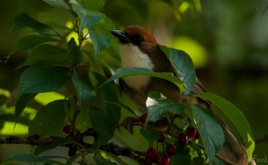 Ianthocincla ruficeps (Gould, 1863) 臺灣白喉噪眉