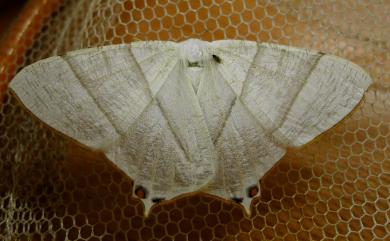 Ourapteryx similaria horishana (Matsumura, 1910) 褐緣白短尾尺蛾