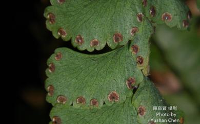 Adiantum diaphanum 長尾鐵線蕨