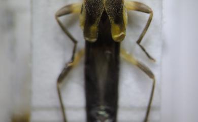 Ichthyurus klapperichi Brancucci, 1983 黑足隱翅菊虎