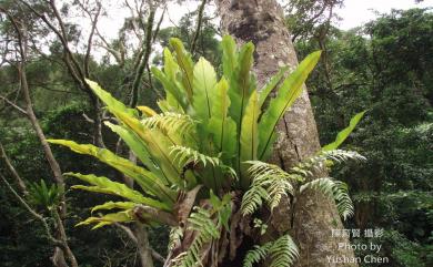 Asplenium nidus L. 臺灣山蘇花