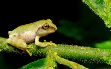 Kurixalus eiffingeri (Boettger, 1895) 艾氏樹蛙