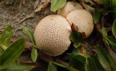 Lycoperdon hiemale 冬季馬勃