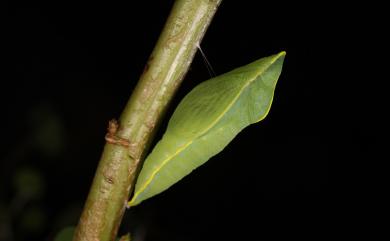 Catopsilia pyranthe pyranthe (Linnaeus, 1758) 細波遷粉蝶