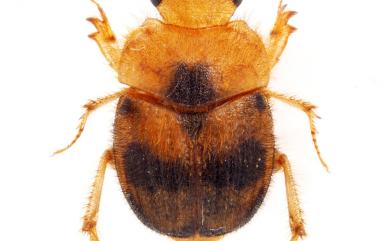 Nothochodaeus sakaii (Ochi, Masumoto & Li, 2006) 酒井紅金龜