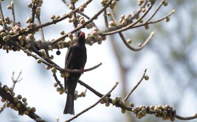 Hypsipetes leucocephalus nigerrimus (Gould, 1863) 紅嘴黑鵯(台灣亞種)