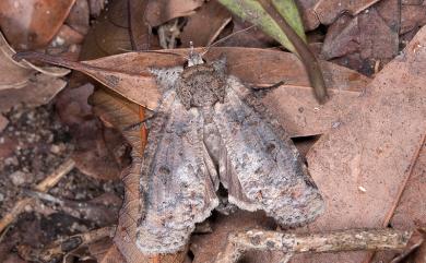 Gadirtha impingens uniformis Inoue & Sugi, 1958 綠斑癩皮瘤蛾