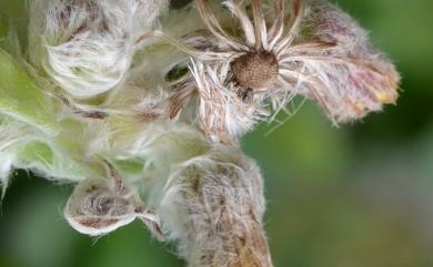 Blumea hieracifolia (D. Don) DC., 1834 毛將軍