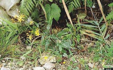 Senecio tarokoensis 太魯閣千里光