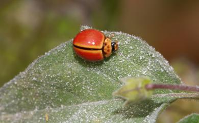 Micraspis discolor (Fabricius, 1798) 橙瓢蟲