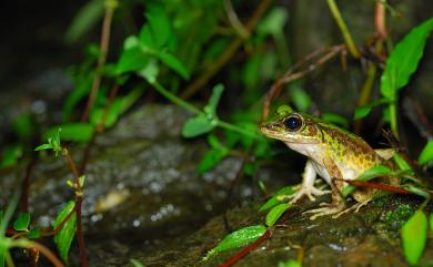 Odorrana swinhoana (Boulenger, 1903) 斯文豪氏赤蛙