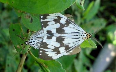 Nyctemera adversata (Schaller, 1788) 粉蝶燈蛾