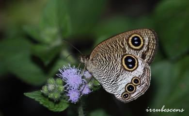 Ypthima praenubila neobilia Murayama, 1980 巨波眼蝶中臺灣亞種