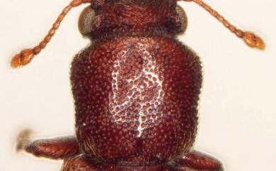 Lyctus brunneus (Stephens, 1830) 褐粉蠹