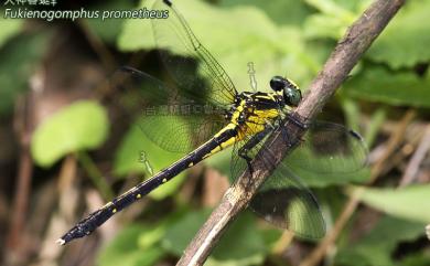 Fukienogomphus prometheus (Lieftinck, 1939) 火神春蜓