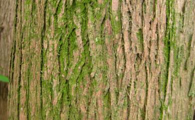 Calocedrus macrolepis var. formosana (Florin) W.C.Cheng & L.K.Fu 臺灣肖楠