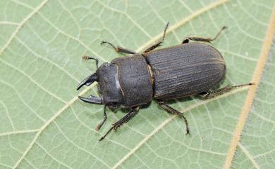 Dorcus carinulatus Nagel,1941 直顎鏽鍬形蟲